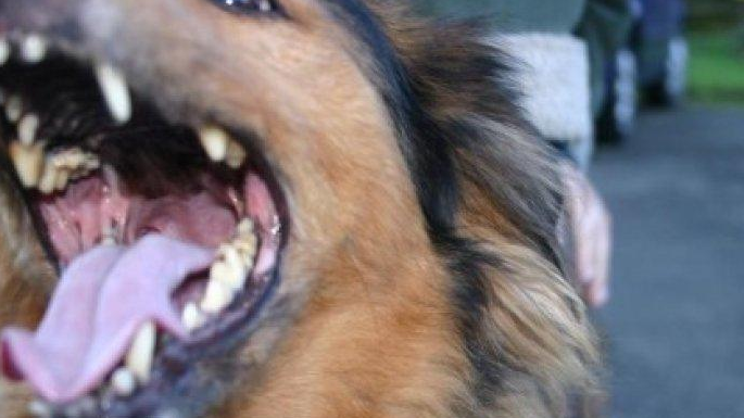 EVO ZAŠTO PSI LAJU NA SAMO ODREĐENE LJUDE: Konačno otkriven razlog, VIDE NEŠTO ŠTO LJUDI NE MOGU