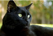 Ako vam je na kućni prag došla nepoznata mačka, to znači samo jedno – PRIPREMITE SE