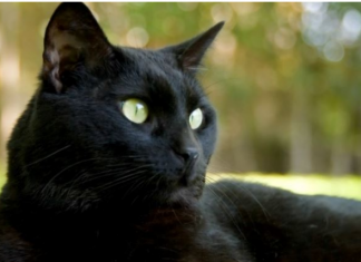 Ako vam je na kućni prag došla nepoznata mačka, to znači samo jedno – PRIPREMITE SE