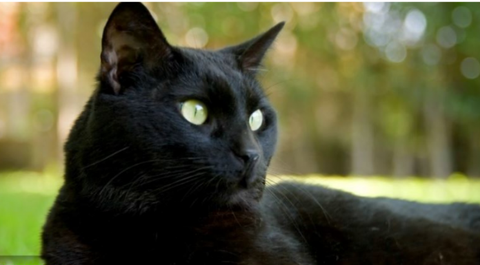 Ako vam je na kućni prag došla nepoznata mačka, to znači samo jedno – PRIPREMITE SE