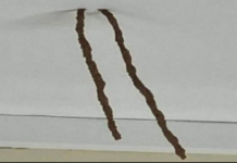 ŽENA PRONAŠLA DVIJE CIJEVI KOJE SU VISILE SA PLAFONA U KUPATILU: Kada je otkrila šta je to umalo se nije ONESVIJESTILA