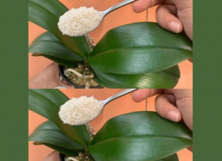 Ako hranite svoju orhideju na ovaj način, cvjetat će 4 godišnja doba – NIKAD JE NISAM IMALA OVAKVU