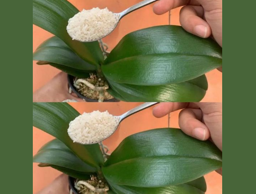 Ako hranite svoju orhideju na ovaj način, cvjetat će 4 godišnja doba – NIKAD JE NISAM IMALA OVAKVU