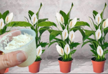 100g je sve što je potrebno i spatifilum cvjeta skoro NON-STOP: Nema bolesti, imamo 5 puta više lijepih listova i cvjetova!