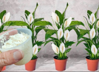 100g je sve što je potrebno i spatifilum cvjeta skoro NON-STOP: Nema bolesti, imamo 5 puta više lijepih listova i cvjetova!