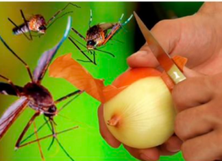 Komarci će zauvijek nestati u 1 minuti: Najbolji BESPLATNI organski recept!