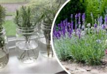 Ovako razmnožavam lavandu i naše dvorište je postalo oaza mira i mirisa: MOŽETE JE I VI, VRLO JE JEDNOSTAVNO!