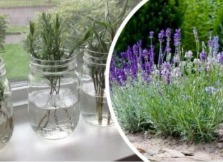 Ovako razmnožavam lavandu i naše dvorište je postalo oaza mira i mirisa: MOŽETE JE I VI, VRLO JE JEDNOSTAVNO!