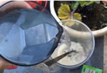 PARADAJZ, PAPRIKA, KRASTAVCI: Dajte im ovu Hranu ODMAH i proizvodit će kao divlje životinje!