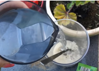 PARADAJZ, PAPRIKA, KRASTAVCI: Dajte im ovu Hranu ODMAH i proizvodit će kao divlje životinje!