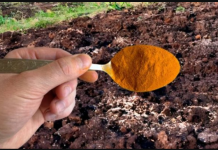 1 KAŠIKICA zamjenjuje tonu stajnjaka: Posipam njome cijelu baštu, onda samo imam vremena da uberem toliko!