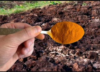 1 KAŠIKICA zamjenjuje tonu stajnjaka: Posipam njome cijelu baštu, onda samo imam vremena da uberem toliko!