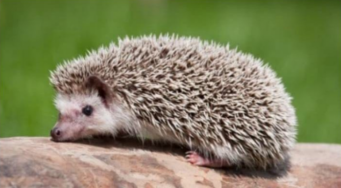 AKO VAM SE U DVORIŠTU POJAVIO JEŽ, MOŽETE MIRNO SPAVATI: Evo što je to dobra vijest za vas!