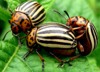 Ovaj SEOSKI TRIK ubija krompirove zlatice bolje od kemije: Samo to učinite i prestanite je tražiti na krumpiru!