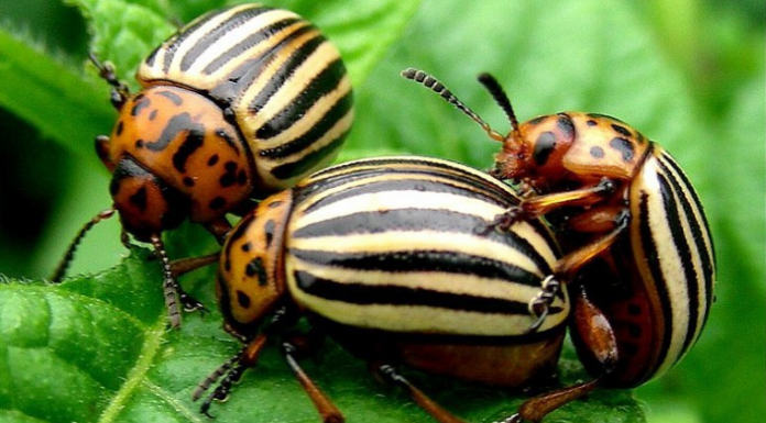 Ovaj SEOSKI TRIK ubija krompirove zlatice bolje od kemije: Samo to učinite i prestanite je tražiti na krumpiru!