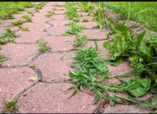 KOROV UPORNO RASTE IZMEĐU BETONA: Evo kako da ga zauvijek iskorijenite – VIŠE SE NEĆE VRAĆATI