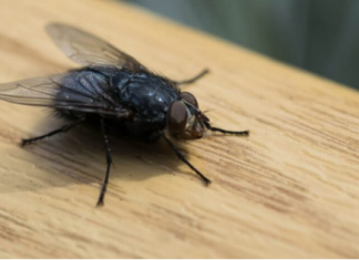 KO IMA OVU BILJKU U KUĆI, MUHE KOD NJEGA NE ULAZE: Ovo ljeto nećete vidjeti muhu u kući, samo trebate da zasadite ovu biljku, MUHE JE NE PODNOSE