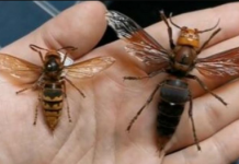 “Napadaće sve živo oko sebe ako…”: Ivica 27 godina uništava gnijezda stršljena i savjetuje da OVO nikada ne radite