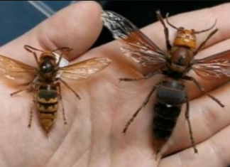 “Napadaće sve živo oko sebe ako…”: Ivica 27 godina uništava gnijezda stršljena i savjetuje da OVO nikada ne radite