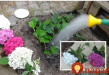 1 grančica ispunjava cijelu baštu: Počela sam s jednim malim grmom, a sada mogu prodati hortenzije – CVJETAJU KAO DIVLJE!