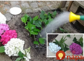 1 grančica ispunjava cijelu baštu: Počela sam s jednim malim grmom, a sada mogu prodati hortenzije – CVJETAJU KAO DIVLJE!