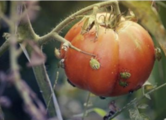 SMRDIBUBE NE PODNOSE OVAJ RASTVOR: Poprskajte povrće i više neće dolaziti u vašu baštu