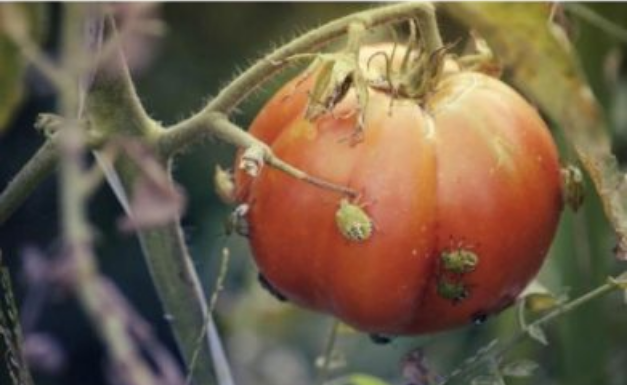 SMRDIBUBE NE PODNOSE OVAJ RASTVOR: Poprskajte povrće i više neće dolaziti u vašu baštu