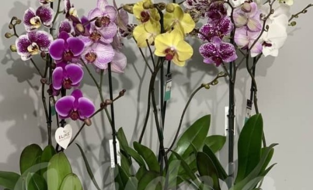 NEMOJTE ZALIVATI ORHIDEJU OBIČNOM VODOM, POSTOJI MNOGO BOLJE RJEŠENJE: Samo tako će CVJETATI KAO LUDA