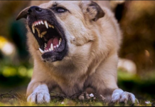 OVA KOMANDA ĆE VAS ODBRANITI OD AGRESIVNOG PSA: Ako krene da nasrće na vas, glasno je izgovorite