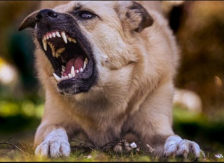OVA KOMANDA ĆE VAS ODBRANITI OD AGRESIVNOG PSA: Ako krene da nasrće na vas, glasno je izgovorite