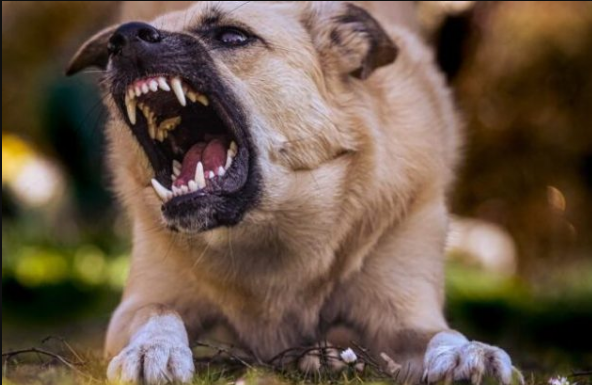 OVA KOMANDA ĆE VAS ODBRANITI OD AGRESIVNOG PSA: Ako krene da nasrće na vas, glasno je izgovorite