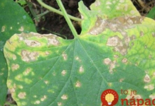 Eliminiše buđ na krastavcima i paradajzu dok trepnete: Ovaj jednostavan kućni sprej deluje jednako dobro kao i skupi fungicidi!