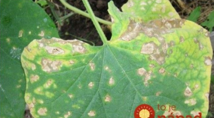 Eliminiše buđ na krastavcima i paradajzu dok trepnete: Ovaj jednostavan kućni sprej deluje jednako dobro kao i skupi fungicidi!