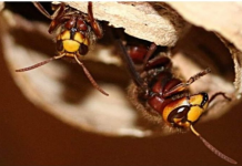 POSPITE OVU TEČNOST PO KUĆI: Komarci, ose i stršljenovi od nje bježe kao ludi