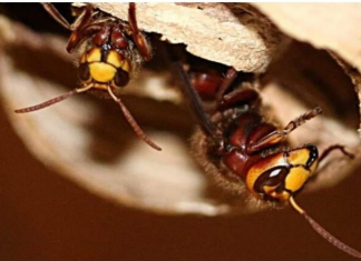 POSPITE OVU TEČNOST PO KUĆI: Komarci, ose i stršljenovi od nje bježe kao ludi