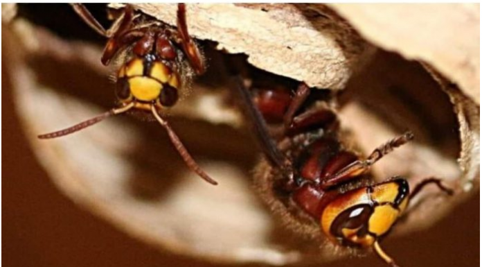 POSPITE OVU TEČNOST PO KUĆI: Komarci, ose i stršljenovi od nje bježe kao ludi