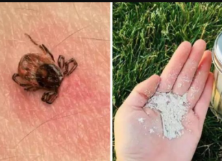 Krpelji bježe od OVOG i nikad se više ne vraćaju: RASPOREDI ga odmah po cijeloj bašti!