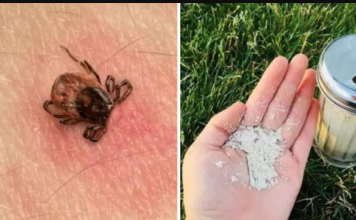 Krpelji bježe od OVOG i nikad se više ne vraćaju: RASPOREDI ga odmah po cijeloj bašti!