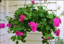 Uz ove cake muškatle će bujati i na plus 40 sve do jeseni: OVO SU NAJBOLJI SAVJETI ZA NJEGU