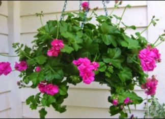 Uz ove cake muškatle će bujati i na plus 40 sve do jeseni: OVO SU NAJBOLJI SAVJETI ZA NJEGU