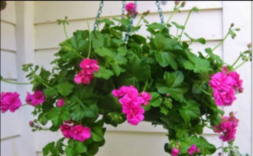 Uz ove cake muškatle će bujati i na plus 40 sve do jeseni: OVO SU NAJBOLJI SAVJETI ZA NJEGU