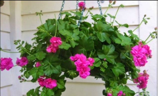 Uz ove cake muškatle će bujati i na plus 40 sve do jeseni: OVO SU NAJBOLJI SAVJETI ZA NJEGU