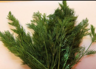 SNAŽNIJI JE OD BIJELOG LUKA: Svi bi trebalo da znaju kakav je efekat ove neupadljive biljke ljeti – ne stavljate je samo u krastavce!