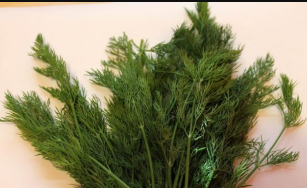 SNAŽNIJI JE OD BIJELOG LUKA: Svi bi trebalo da znaju kakav je efekat ove neupadljive biljke ljeti – ne stavljate je samo u krastavce!