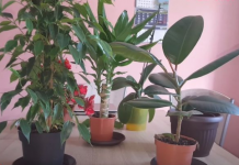 OVA NAMIRNICA IZ KUHINJE DIŽE SVAKU BILJKU “IZ MRTVIH”: Obavezno provjerite, najbolja je za zaštitu