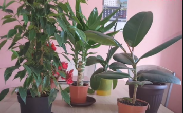 OVA NAMIRNICA IZ KUHINJE DIŽE SVAKU BILJKU “IZ MRTVIH”: Obavezno provjerite, najbolja je za zaštitu