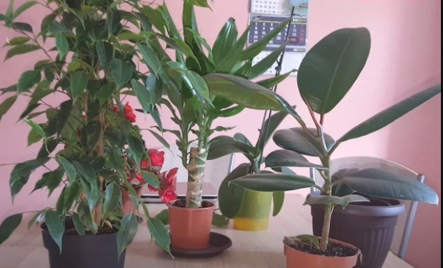 OVA NAMIRNICA IZ KUHINJE DIŽE SVAKU BILJKU “IZ MRTVIH”: Obavezno provjerite, najbolja je za zaštitu