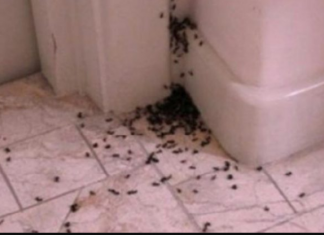 MRAVI ĆE SE ISELITI IZ VAŠEG DOMA: U vodu kojom brišete pod samo dodajte samo malo ovog začina