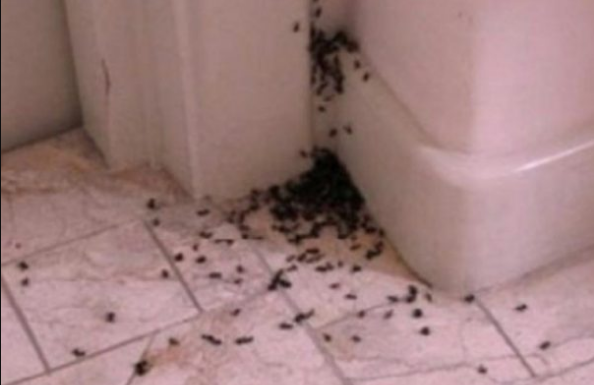 MRAVI ĆE SE ISELITI IZ VAŠEG DOMA: U vodu kojom brišete pod samo dodajte samo malo ovog začina