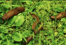 Odrezani komad OVOGA ostavite da leži u bašti: RIJEŠIT ĆETE SE SVIH PUŽEVA!